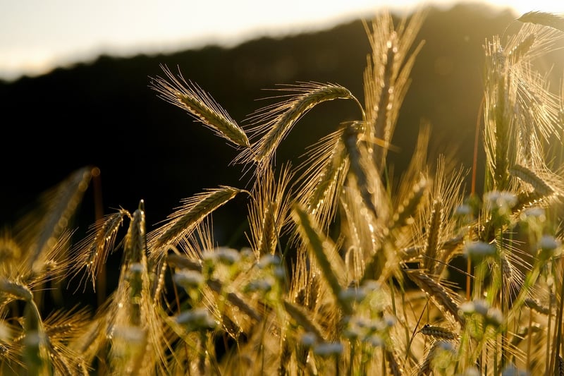 Fall Crops