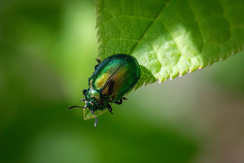 Natural Pest Control