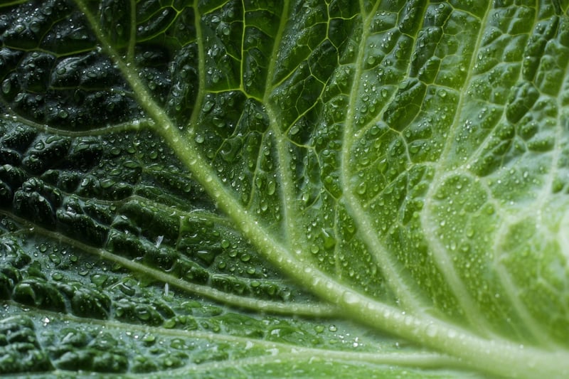 Green Leaf Plant