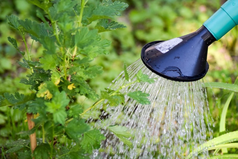 Sustainable Gardening